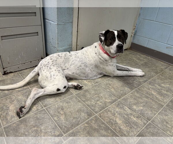 Medium Photo #3 American Pit Bull Terrier-Labrador Retriever Mix Puppy For Sale in Rustburg, VA, USA