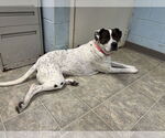 Small #2 American Pit Bull Terrier-Labrador Retriever Mix