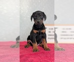 Small #8 Doberman Pinscher