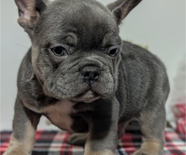 Medium Photo #36 French Bulldog Puppy For Sale in GOSHEN, IN, USA