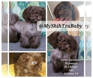 Father of the Shih Tzu puppies born on 12/20/2022