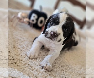 English Springer Spaniel Puppy for sale in JONESBOROUGH, TN, USA