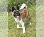 Small #1 Akita