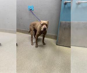 Mutt Dogs for adoption in Las Vegas, NV, USA