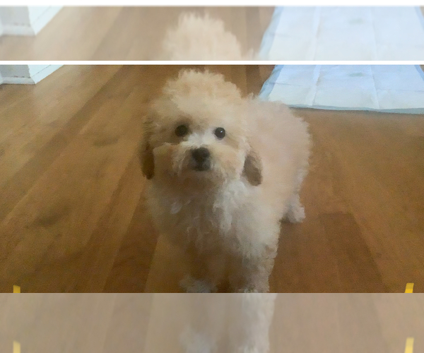 Medium Photo #9 Poodle (Miniature) Puppy For Sale in HIGH POINT, NC, USA