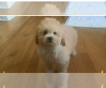 Small Photo #9 Poodle (Miniature) Puppy For Sale in HIGH POINT, NC, USA