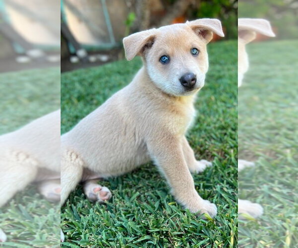 Medium Photo #12 Mutt Puppy For Sale in Lake Forest, CA, USA