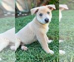 Small #11 Mutt