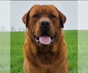 Father of the Labrador Retriever puppies born on 12/15/2025