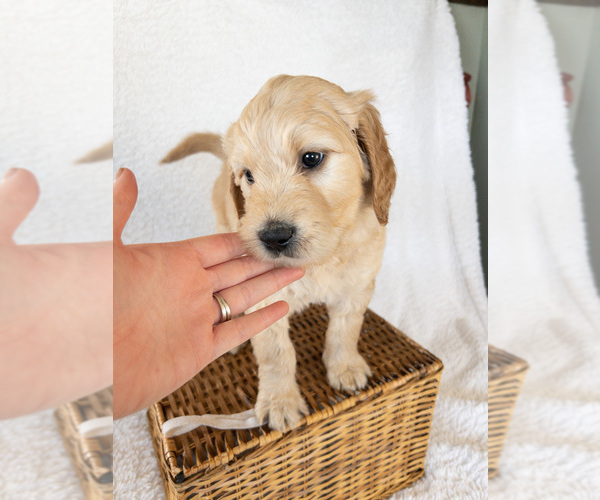 Medium Photo #3 Goldendoodle Puppy For Sale in BELLFLOWER, MO, USA