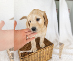 Small Photo #3 Goldendoodle Puppy For Sale in BELLFLOWER, MO, USA