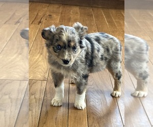 Miniature Australian Shepherd Puppy for sale in NEW WASHINGTN, IN, USA