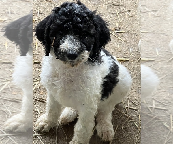 Medium Photo #8 Poodle (Standard) Puppy For Sale in LAWRENCEBURG, TN, USA