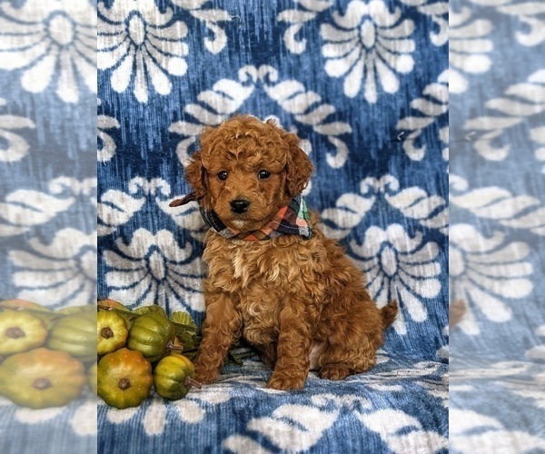 Medium Photo #2 Miniature Labradoodle Puppy For Sale in QUARRYVILLE, PA, USA