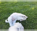 Small Photo #3 Bichon Frise Puppy For Sale in OAKLEY, CA, USA