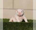 STORMY - Female English Bulldog Puppy for Sale - Small photo