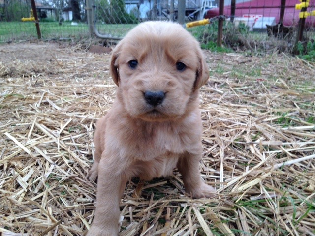 Medium Photo #1 Golden Retriever Puppy For Sale in ANTIOCH, TN, USA