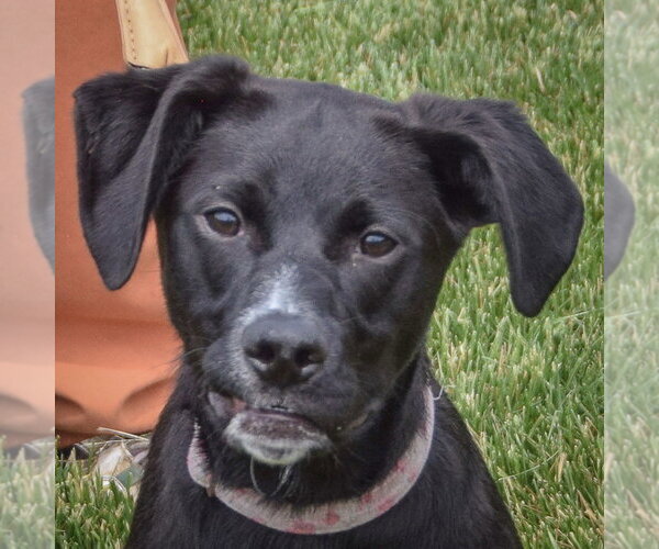 Medium Photo #7 German Shepherd Dog-Unknown Mix Puppy For Sale in Huntley, IL, USA