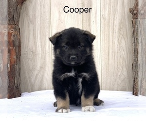 Norwegian Elkhound-Siberian Husky Mix Puppy for sale in FREDERICKSBG, OH, USA