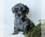 Small Photo #1 Goldendoodle-Poodle (Miniature) Mix Puppy For Sale in LITITZ, PA, USA