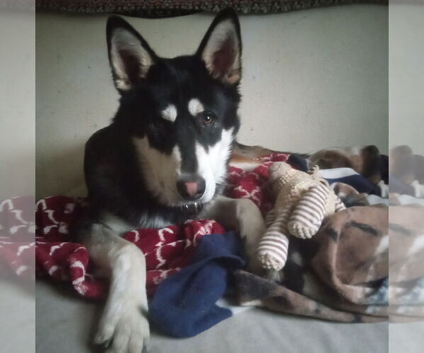 Medium Photo #9 Alusky Puppy For Sale in Pacific grove , CA, USA