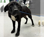 Small #1 Retriever  Mix