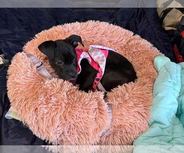 Medium Photo #2 Mutt Puppy For Sale in Holly Springs, NC, USA