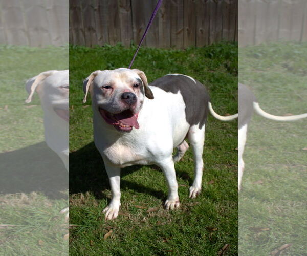 Medium Photo #4 American Bulldog Puppy For Sale in Jackson, MS, USA