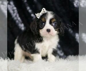 Cavalier King Charles Spaniel Puppy for sale in WARSAW, IN, USA