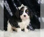Small Cavalier King Charles Spaniel