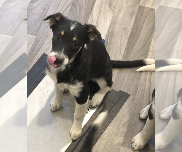 Medium Photo #1 Border Collie-Unknown Mix Puppy For Sale in Winter Park, CO, USA