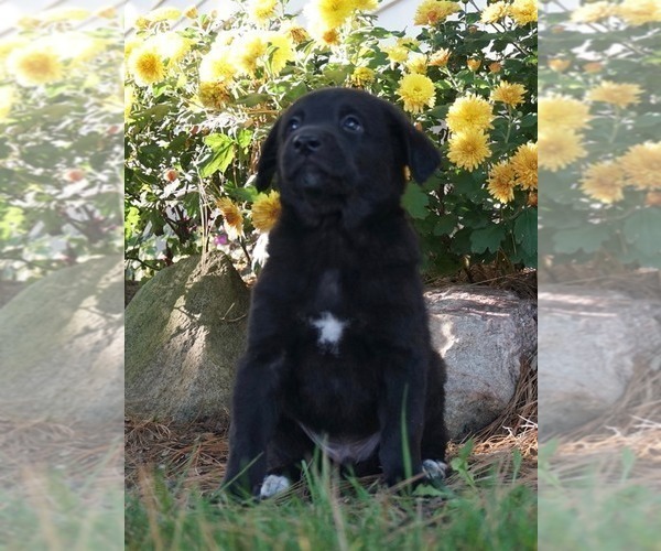 Medium Photo #1 Aussiedoodle-Goldendoodle Mix Puppy For Sale in NAPPANEE, IN, USA