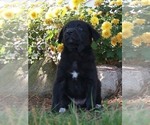 Small Photo #1 Aussiedoodle-Goldendoodle Mix Puppy For Sale in NAPPANEE, IN, USA