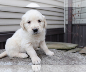 English Cream Golden Retriever Puppy for sale in SHILOH, OH, USA