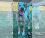 Small #1 American Pit Bull Terrier-Pointer Mix