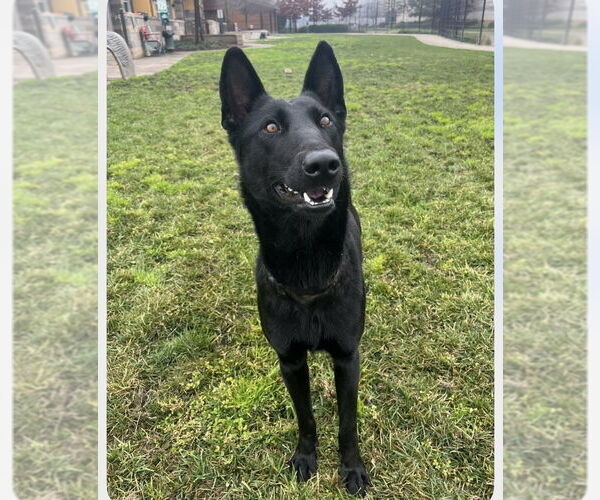 Medium Photo #3 Holland Shepherd-Unknown Mix Puppy For Sale in Imlay City, MI, USA