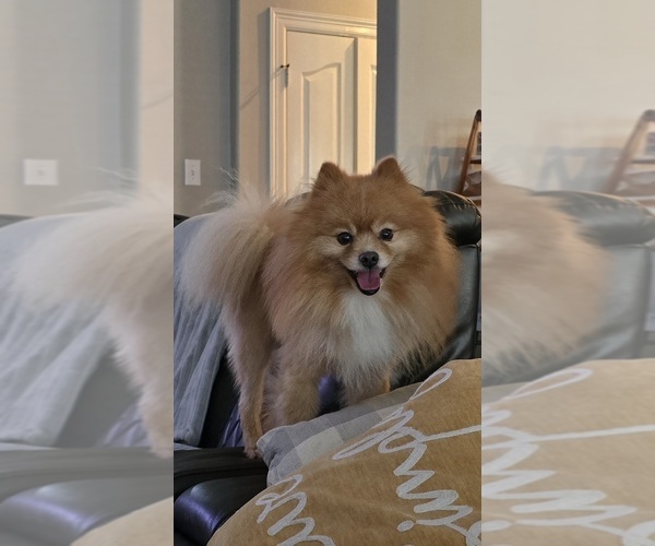 Medium Photo #1 Pomeranian Puppy For Sale in MONTGOMERY, TX, USA