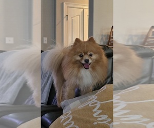Father of the Pomeranian puppies born on 05/26/2025