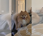 Small Photo #1 Pomeranian Puppy For Sale in MONTGOMERY, TX, USA