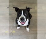 Small #8 Mutt