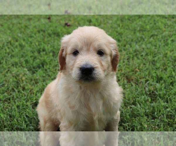Medium Photo #8 Goldendoodle Puppy For Sale in BRIGHTON, MO, USA