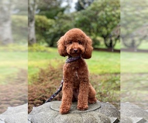 Father of the Goldendoodle puppies born on 04/05/2024