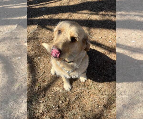 Medium Photo #4 Mutt Puppy For Sale in Front Royal, VA, USA