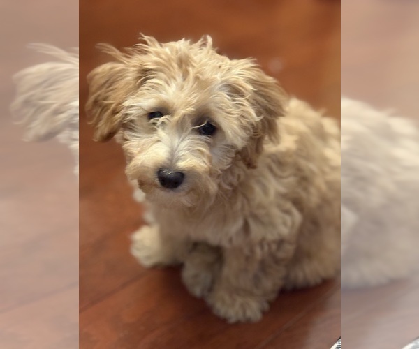 Medium Photo #1 Yorkipoo Puppy For Sale in FAYETTEVILLE, NC, USA