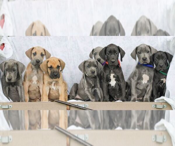 Medium Photo #2 Great Dane Puppy For Sale in LITITZ, PA, USA