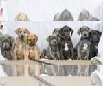 Small #1 Great Dane