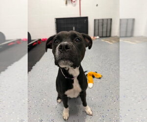 Moana - Female American Staffordshire Terrier-Boxer Mix Dog for Adoption - Photo #3