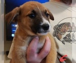 Small Photo #1 Mutt Puppy For Sale in CADDO MILLS, TX, USA