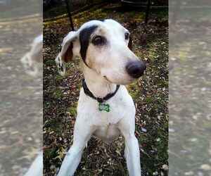 English Coonhound-Treeing Walker Coonhound Mix Dogs for adoption in Westminster, MD, USA