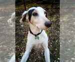 Small English Coonhound-Treeing Walker Coonhound Mix